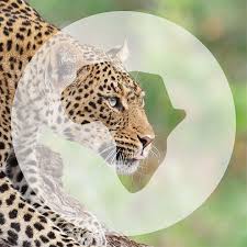 Go2Africa(South Africa)