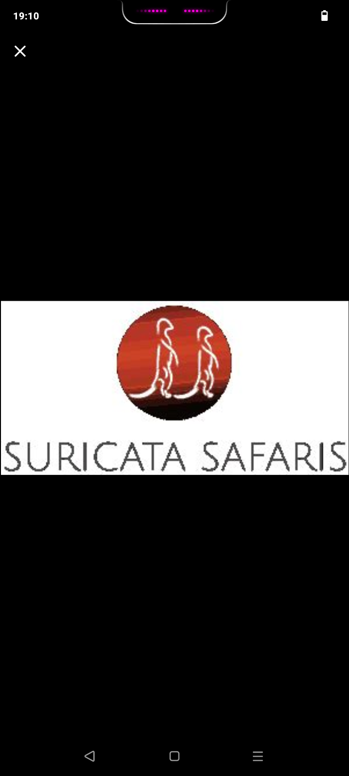 Suricata Safaris
