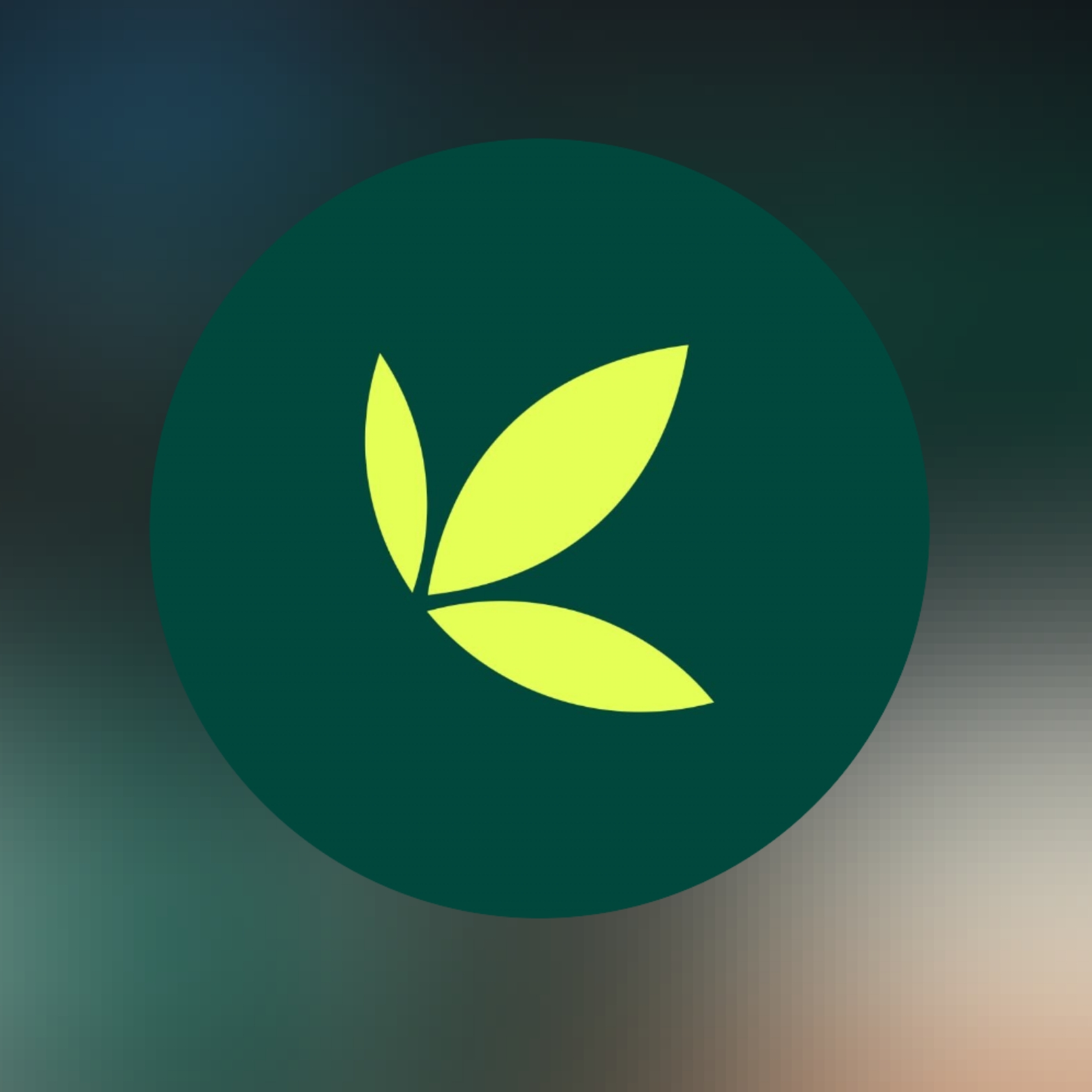 Invest Bamboo (South Africa)